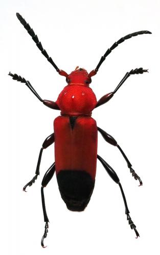 Réf. 192 759 : Euryphagus lundii