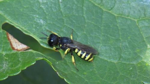 Réf. 192 422 : Lestica clypeata
