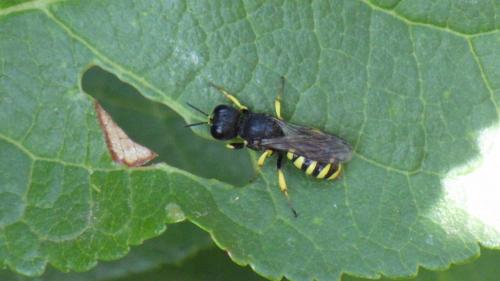 Lestica clypeata