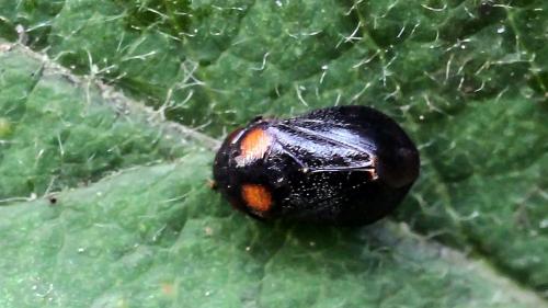 Penthimia nigra