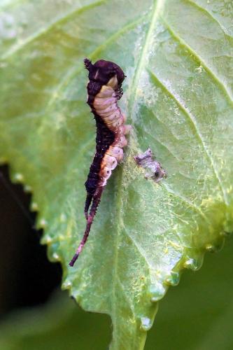 Furcula furcula