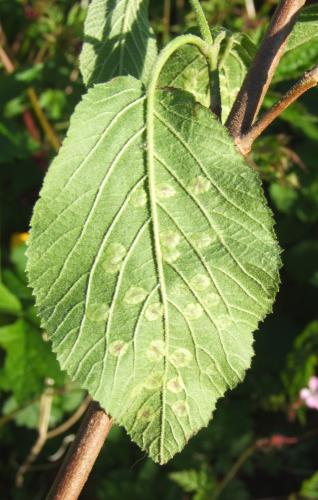 Sackenomyia reaumurii