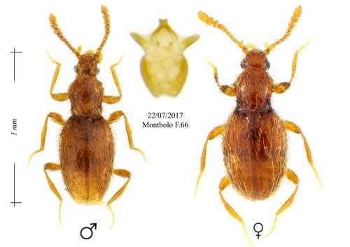 Réf. 192 883 : Scydmoraphes sp.