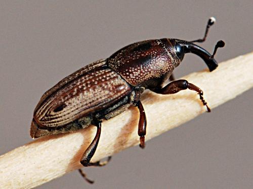 Sphenophorus placidus vestitus