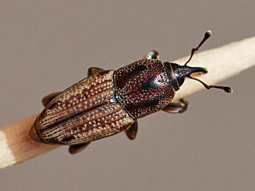 Réf. 192 784 : Sphenophorus placidus vestitus