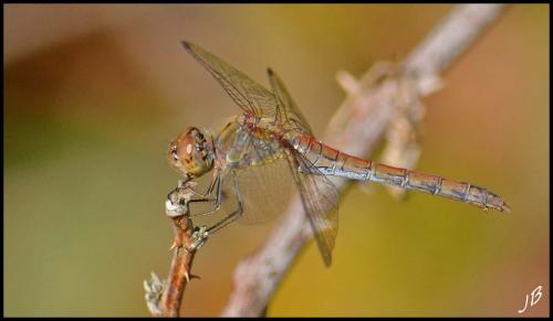 Sympetrum striolatum