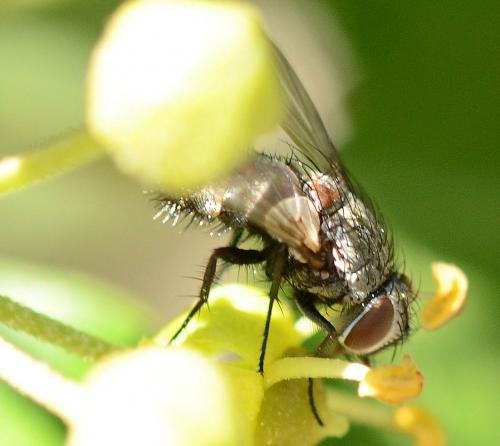 Aplomya confinis