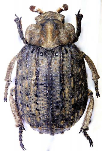 Afromorgus pauliani