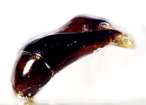Afromorgus sp.