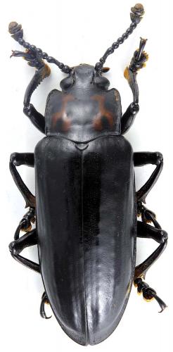 Encaustes sp.