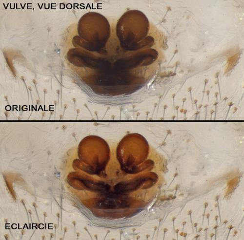 Theridion hannoniae