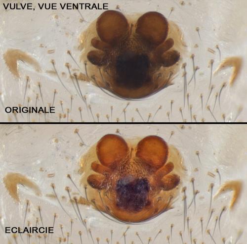 Theridion hannoniae
