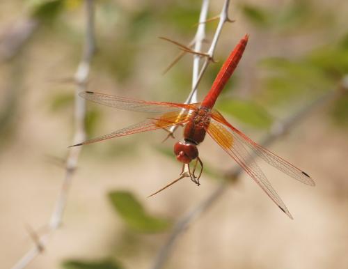 Réf. 192 165 : Trithemis kirbyi