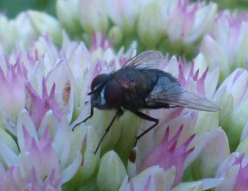 Neomyia sp.