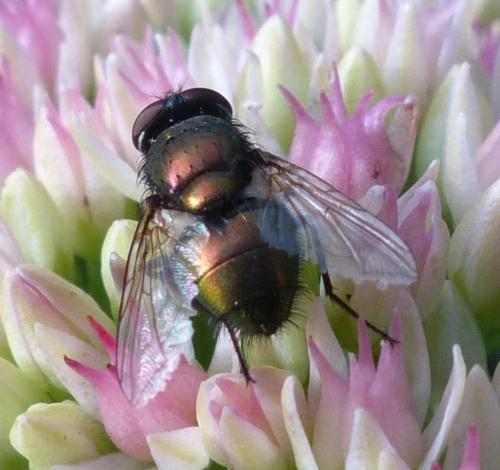 Neomyia sp.