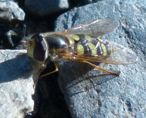 Eupeodes corollae