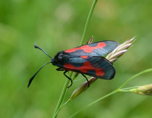 Réf. 192 565 : Zygaena trifolii