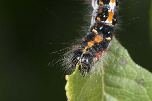 Réf. 192 531 : Acronicta tridens