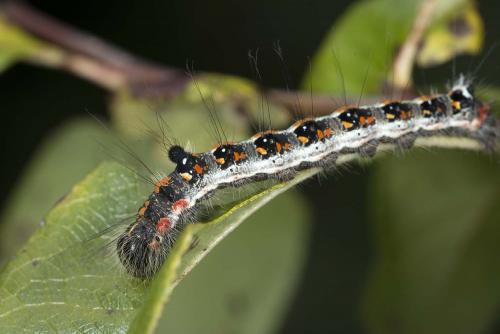 Réf. 192 530 : Acronicta tridens