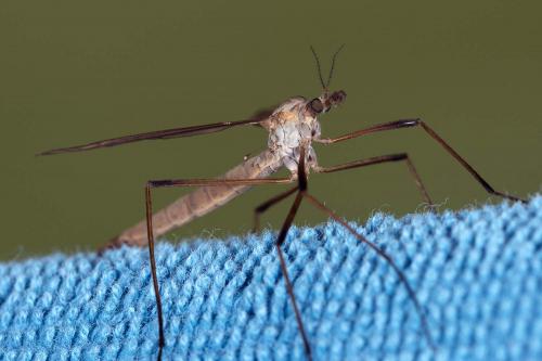 Tipula paludosa