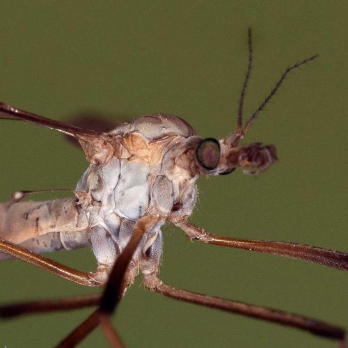 Tipula paludosa