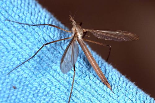 Tipula paludosa