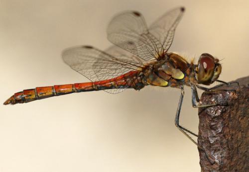 Sympetrum striolatum