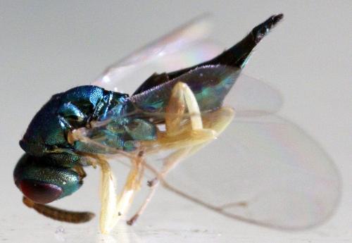 Mesopolobus sericeus