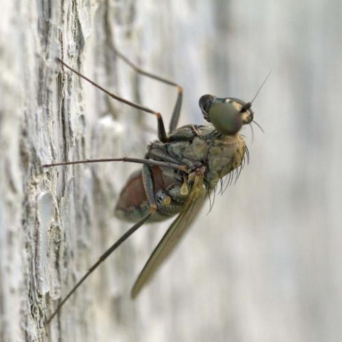Medetera sp.