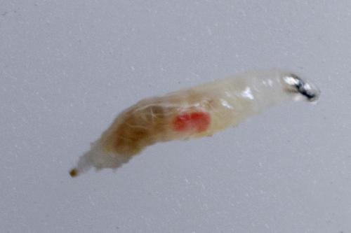 Drosophila suzukii