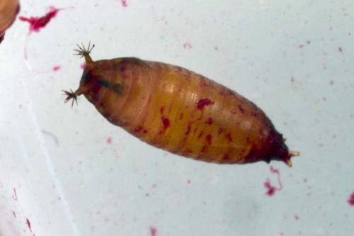 Drosophila suzukii