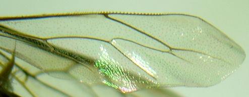 Apis cerana