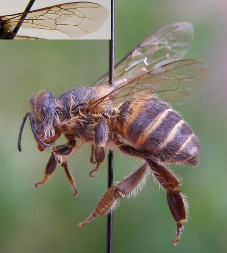 Apis cerana