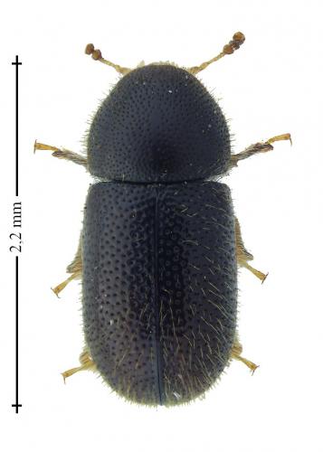 Rhopalodontus perforatus