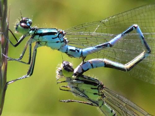 Réf. 192 742 : Coenagrion hastulatum