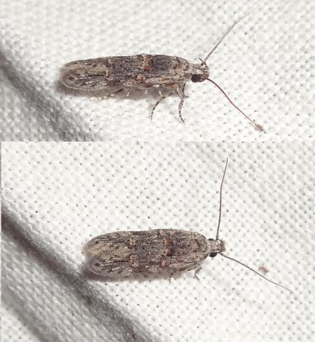 Réf. 192 074 : Istrianis arenicolella