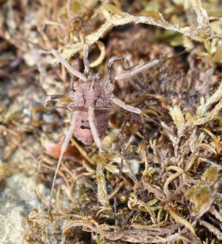 Odiellus spinosus