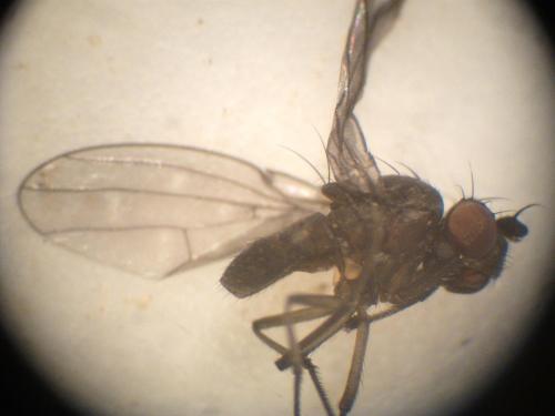 Scatella sp.