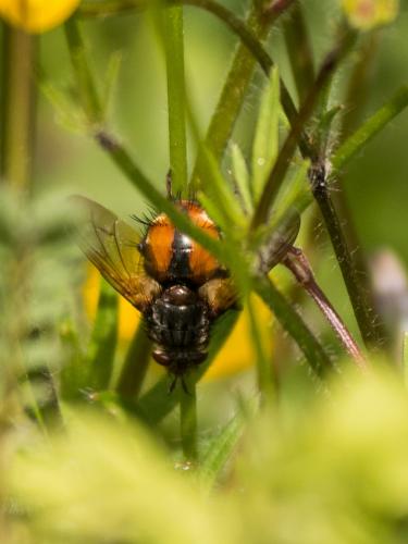Tachina fera