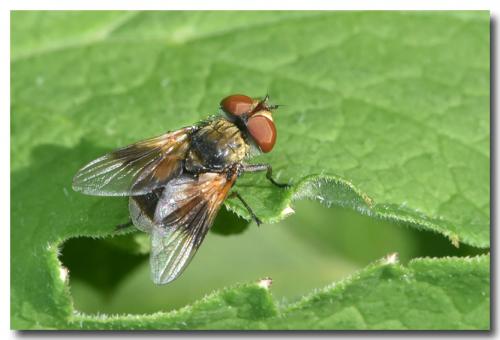 Réf. 192 092 : Ectophasia sp.