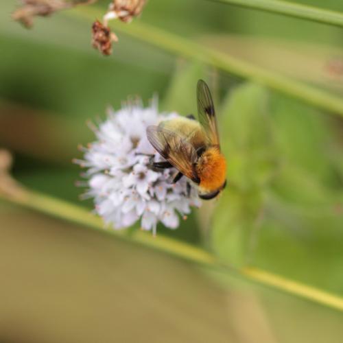 Sericomyia superbiens