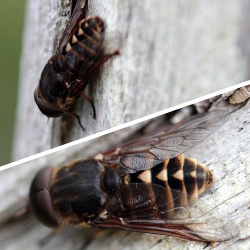 Tabanus sp.