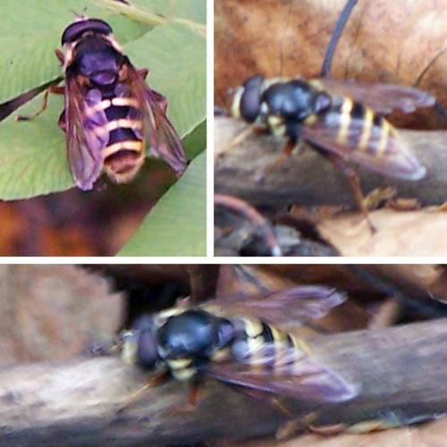 Sericomyia silentis