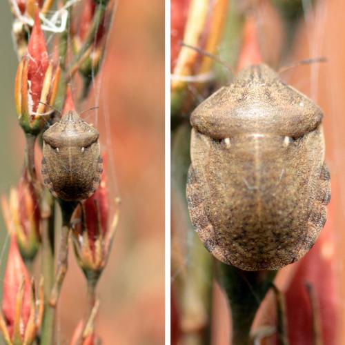 Eurygaster testudinaria