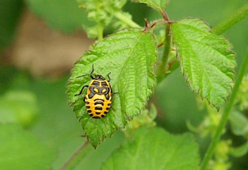Eurydema ventralis