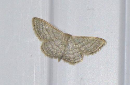 Idaea subsericeata