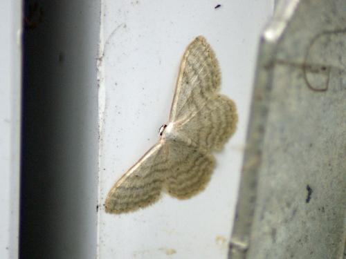 Idaea subsericeata