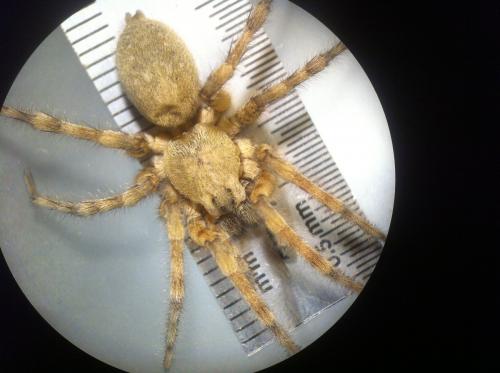 Arctosa cinerea