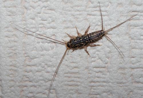 Ctenolepisma lineata