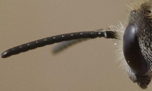 Lasioglossum nigripes